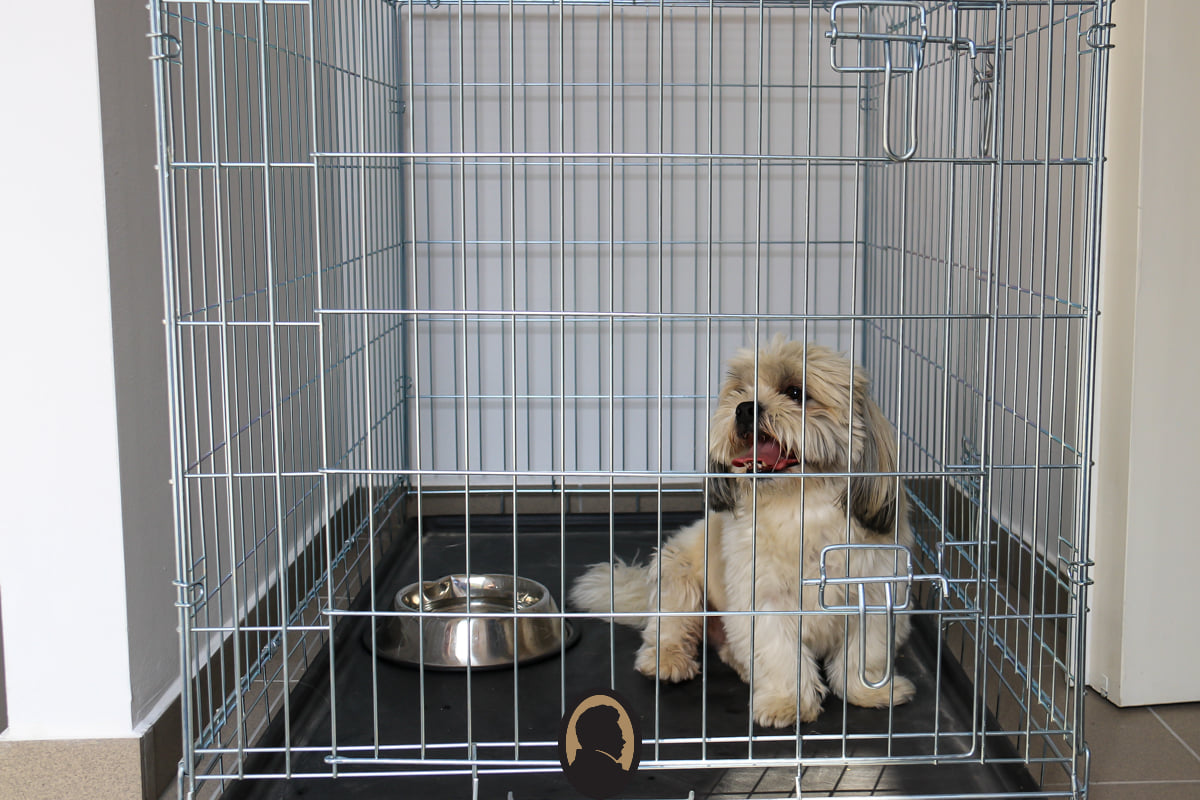 Dog in a kennel